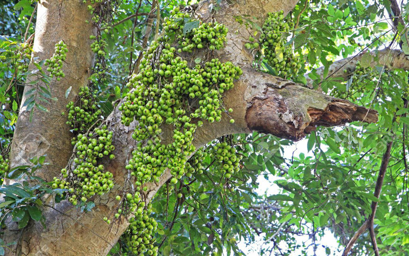 công dụng của cây sung