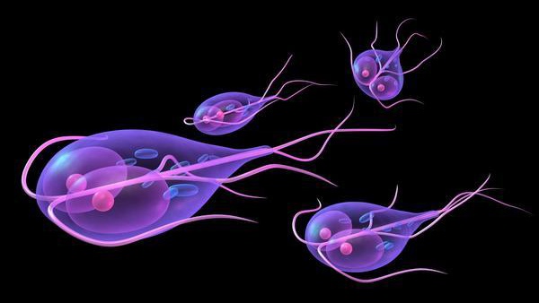 sốt do Giardia