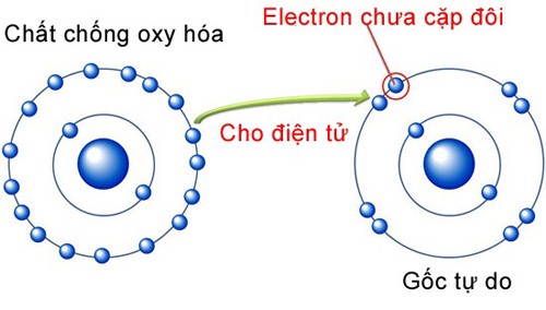 chất chống oxi hóa