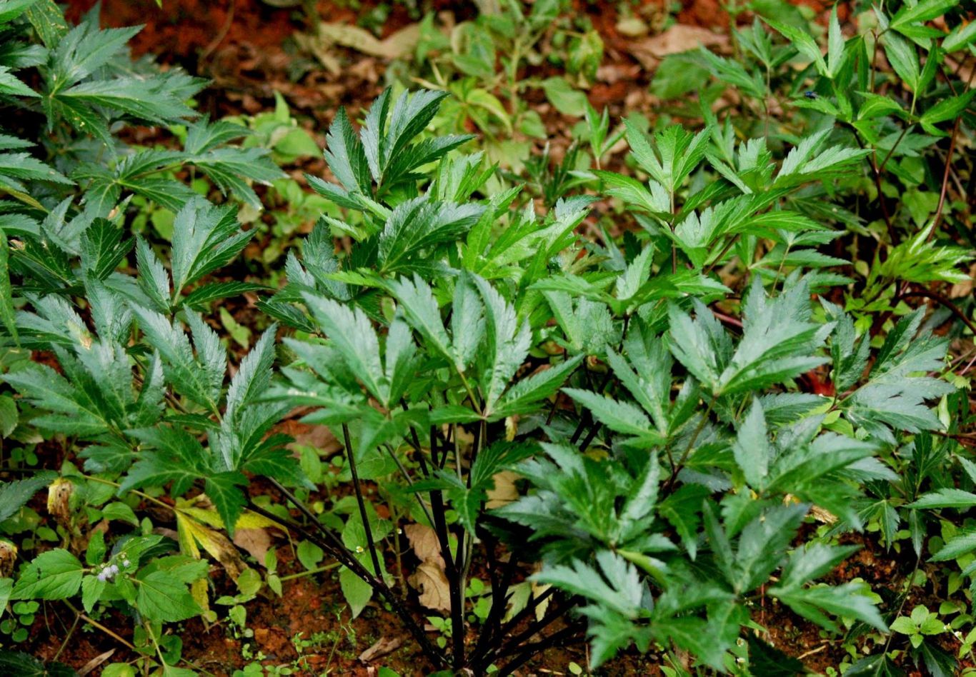 rau đương quy